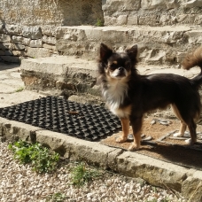 Image pour l'annonce CHIOTS CHIHUAHUAS ATTENDUS FIN JUILLET
