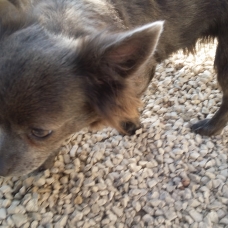 Image pour l'annonce CHIOTS CHIHUAHUAS ATTENDUS FIN JUILLET