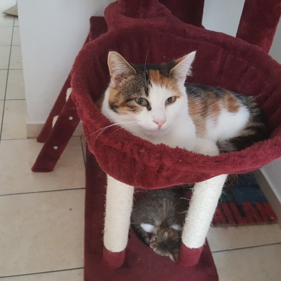Image pour l'annonce DONNE CHAT