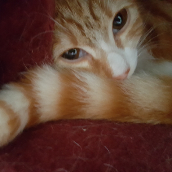Image pour l'annonce DONNE CHAT