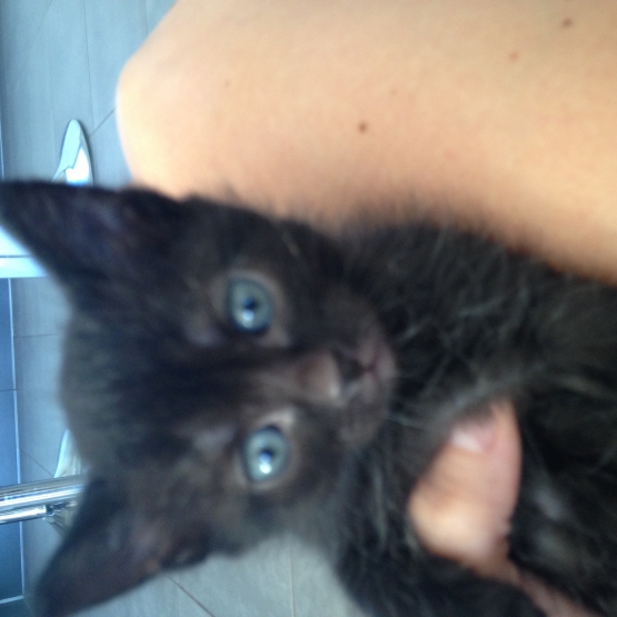 Image pour l'annonce Donne chatons