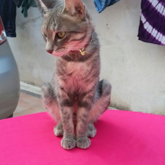Image pour l'annonce offre jeune chat femelle 1 an