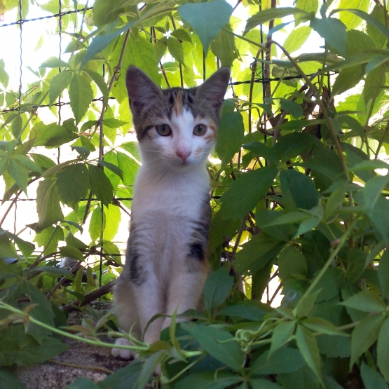 Image pour l'annonce Donne chaton femelle tricolore