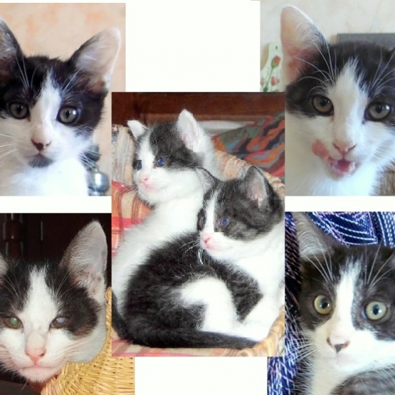 Image pour l'annonce Donne chatons