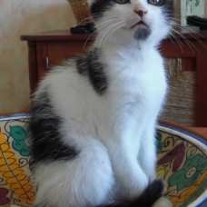 Image pour l'annonce Donne chatons