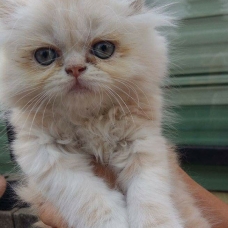 Image pour l'annonce chatons type persan crème