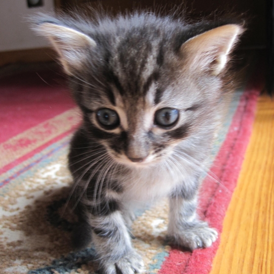 Image pour l'annonce donne chatons