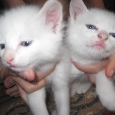 Image pour l'annonce donne chatons