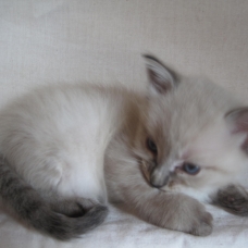 Image pour l'annonce donne chatons