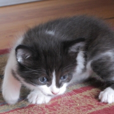 Image pour l'annonce donne chatons