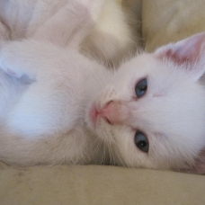 Image pour l'annonce donne chatons