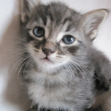 Image pour l'annonce donne chatons