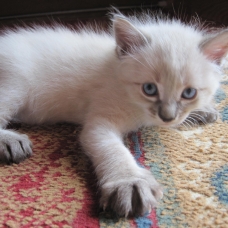 Image pour l'annonce donne chatons