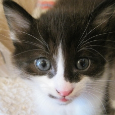 Image pour l'annonce donne chatons
