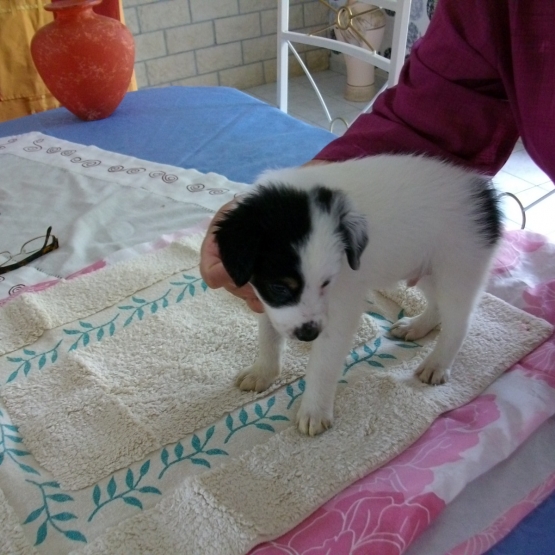 Image pour l'annonce donne chiots