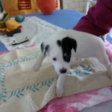 Image pour l'annonce donne chiots