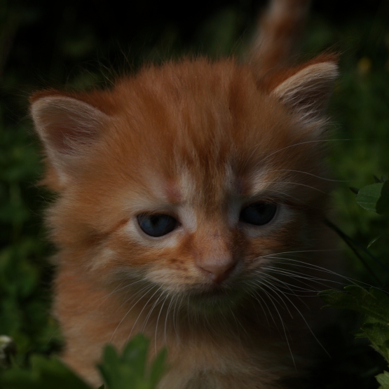 Image pour l'annonce Chaton à reservé