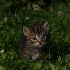 Image pour l'annonce Chaton à reservé