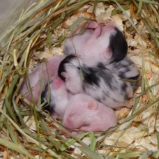 Image pour l'annonce Bébés hamsters à adopter
