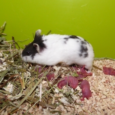 Image pour l'annonce Bébés hamsters à adopter
