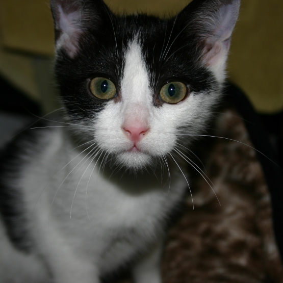 Image pour l'annonce CHATON À DONNER