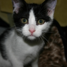 Image pour l'annonce CHATON À DONNER
