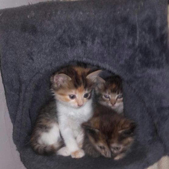 Image pour l'annonce donne chatons
