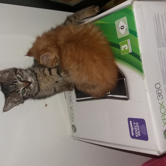 Image pour l'annonce chatons a donner