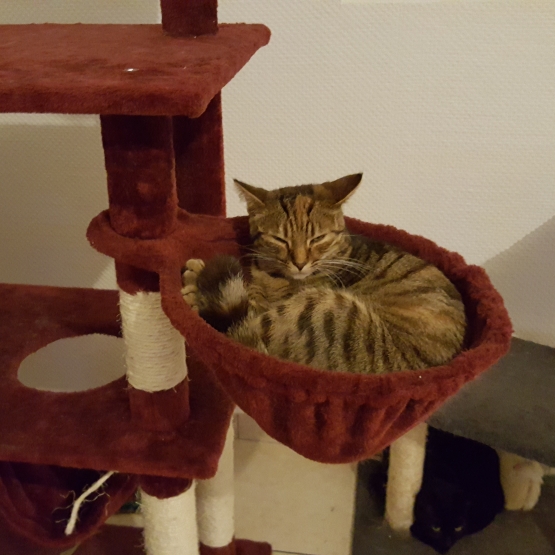 Image pour l'annonce donne chatte 1 ans