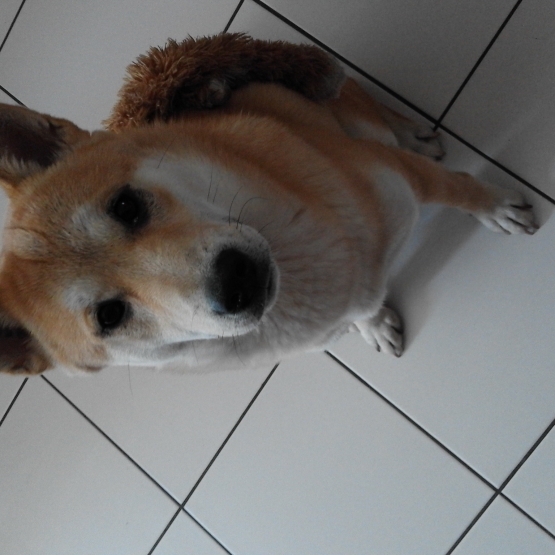 Image pour l'annonce Shiba Inu mâle de 10 mois