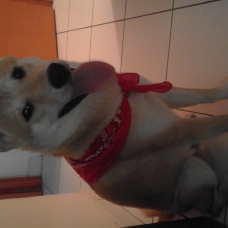 Image pour l'annonce Shiba Inu mâle de 10 mois