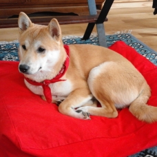 Image pour l'annonce Shiba Inu mâle de 10 mois