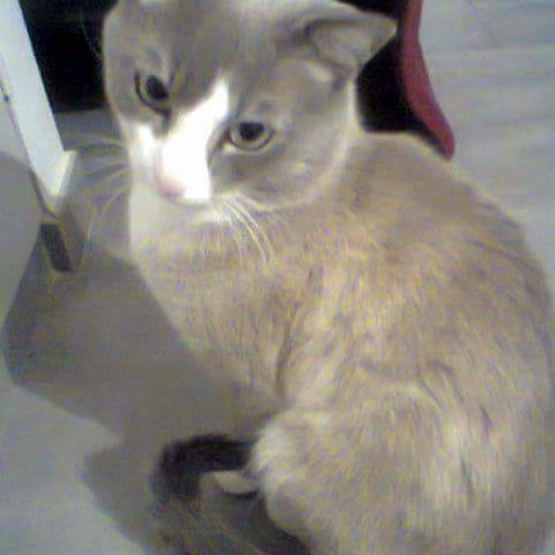 Image pour l'annonce Chat à donner