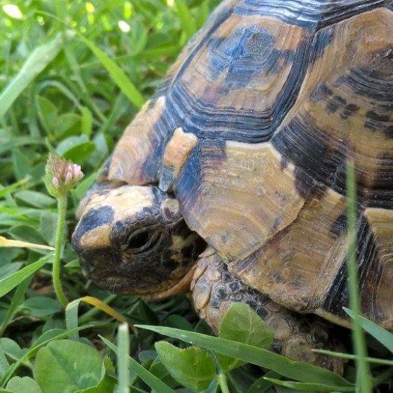 Image pour l'annonce Tortue grecque femelle