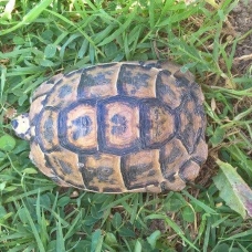 Image pour l'annonce Tortue grecque femelle