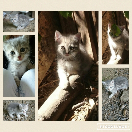 Image pour l'annonce Chaton à donner