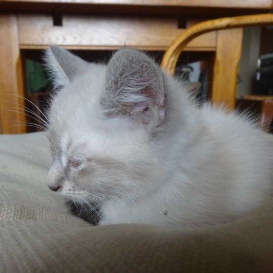 Image pour l'annonce Donne chatons