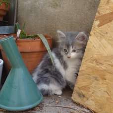 Image pour l'annonce Donne chatons