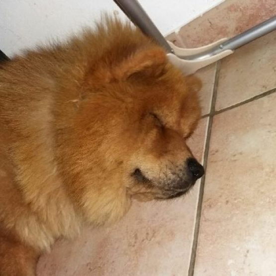 Image pour l'annonce Saillie femelle chow chow