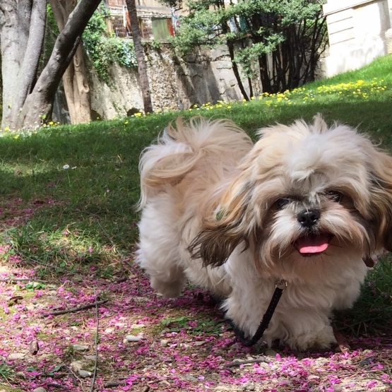 Image pour l'annonce Shih tzu cherche petite femelle