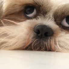 Image pour l'annonce Shih tzu cherche petite femelle