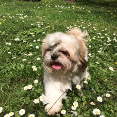 Image pour l'annonce Shih tzu cherche petite femelle