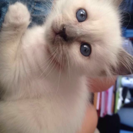 Image pour l'annonce a réserver chatons sacré de birmanie