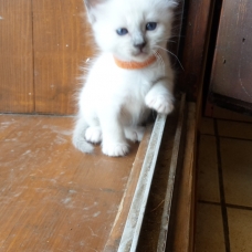 Image pour l'annonce a réserver chatons sacré de birmanie