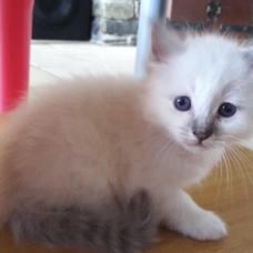 Image pour l'annonce a réserver chatons sacré de birmanie