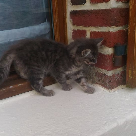 Image pour l'annonce Donne chaton