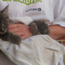 Image pour l'annonce Donne chaton