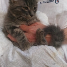 Image pour l'annonce Donne chaton