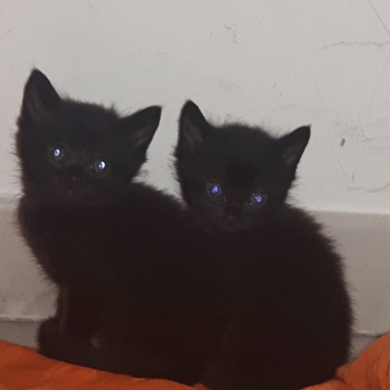 Image pour l'annonce DONNE CHAT