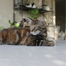 Image pour l'annonce chatons câlins